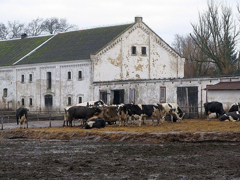 Klony - krowy na wyspie pośród błota