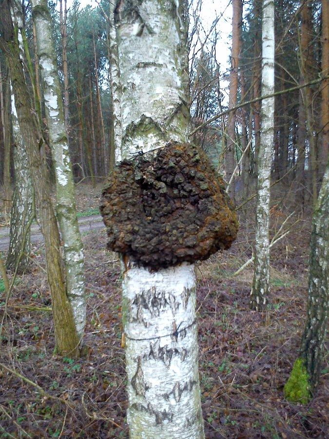 Ciekawy pasożyt lub inne nowotwór ?!