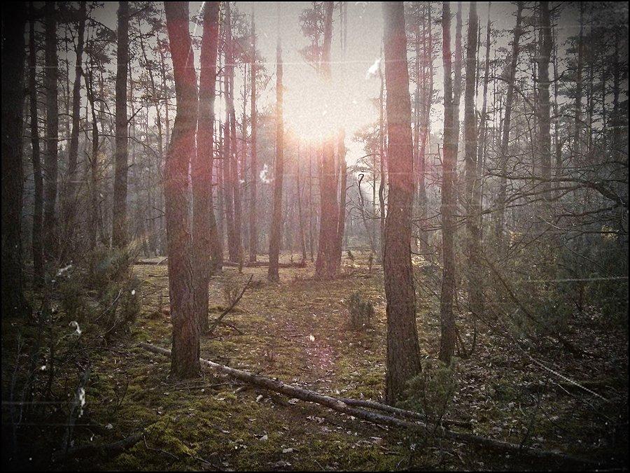 Puszcza Kampinoska 2