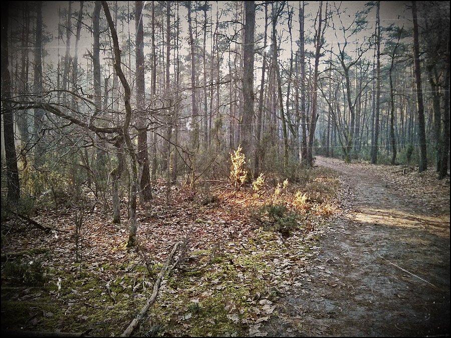 Puszcza Kampinoska 3