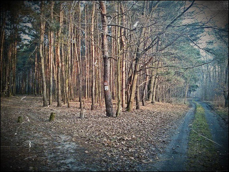 Puszcza Kampinoska 5