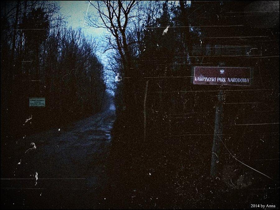Puszcza Kampinoska