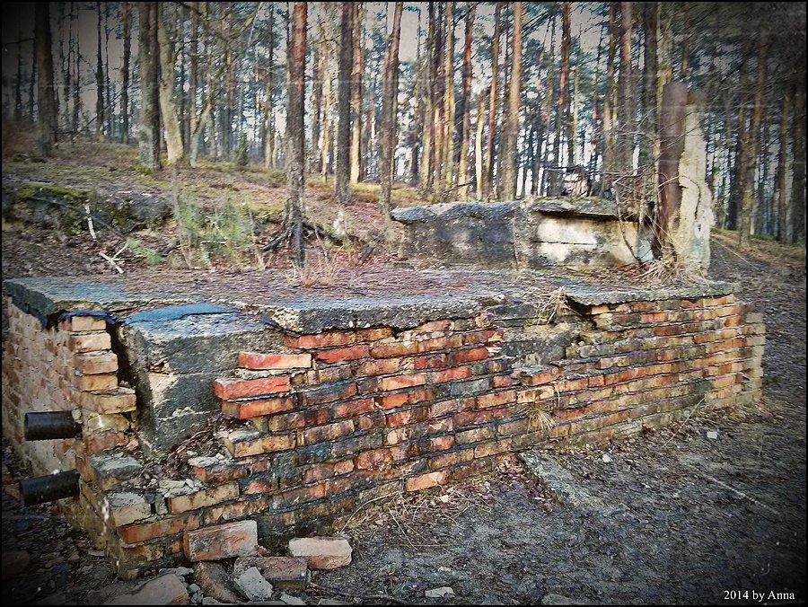 Puszcza Kampinoska
