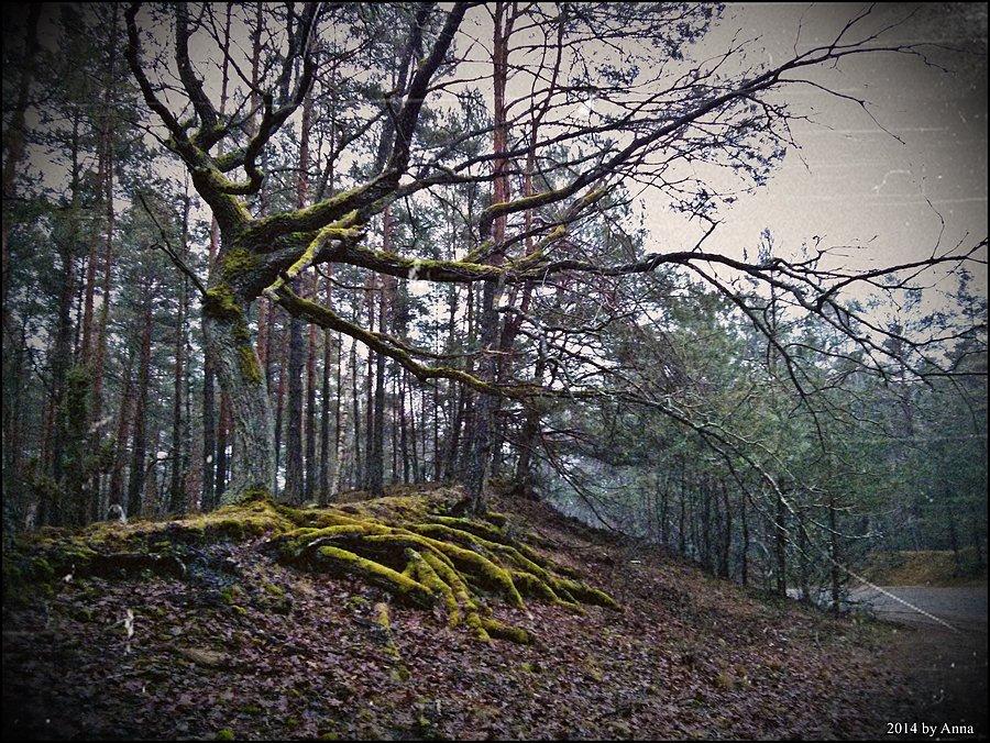 Puszcza Kampinoska