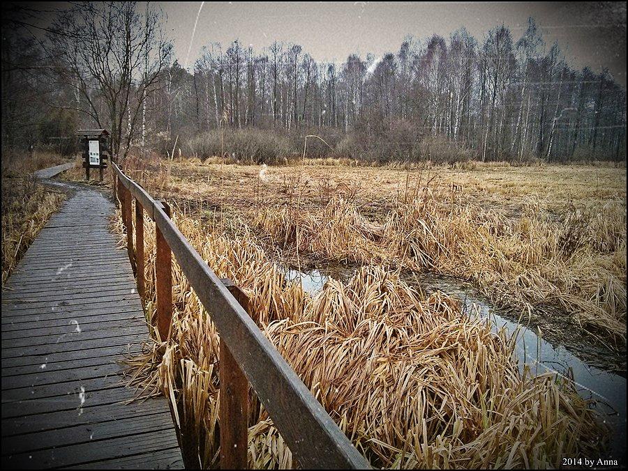 Puszcza Kampinoska