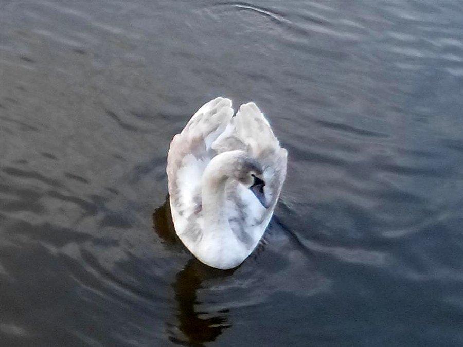 Brzydkie kaczątko