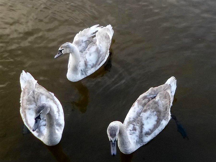 Młode łabędzie