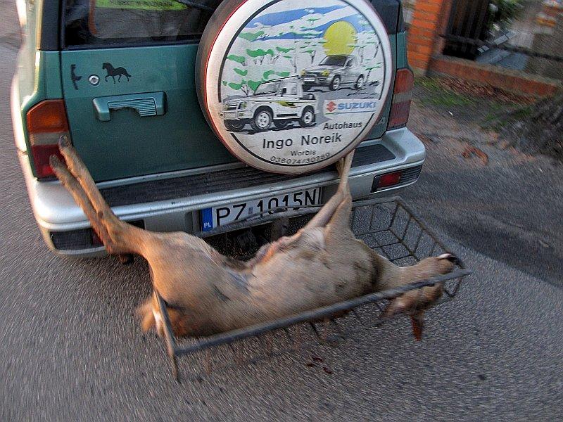 Niestety tej sarnie nie udało się przeżyć - myśliwy zacierał ręce :-(