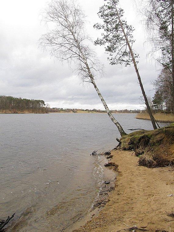 Pochylona brzoza przy Jeziorze Kowalskim