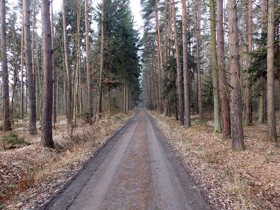 Leśna droga - ostanie spojrzenie