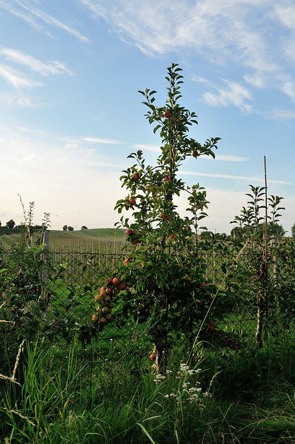 Jabłuszka w Śliwinach