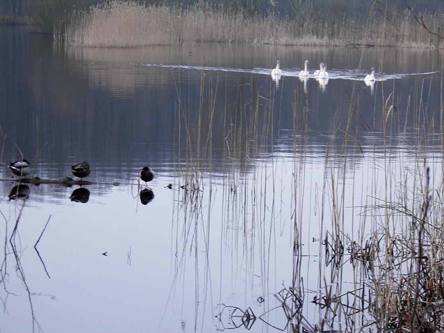 Wygłodzone ptactwo "pędzi" do brzegu Głębokiego, licząc na pokarm