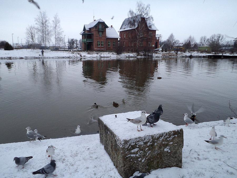 Ptaszyska nad rzeką Elbląg