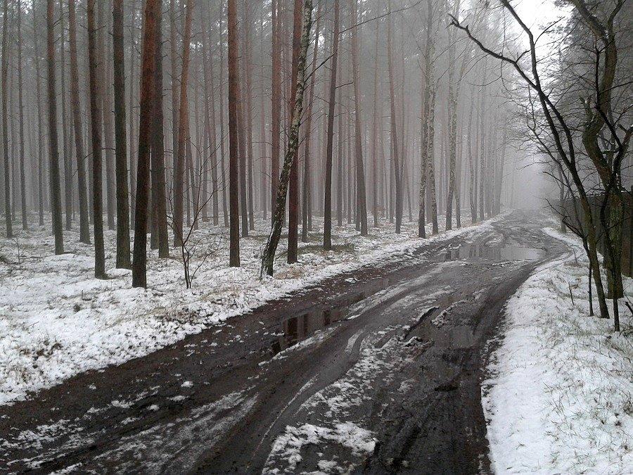Leśny trakt Zdunowo - Niedźwiedź