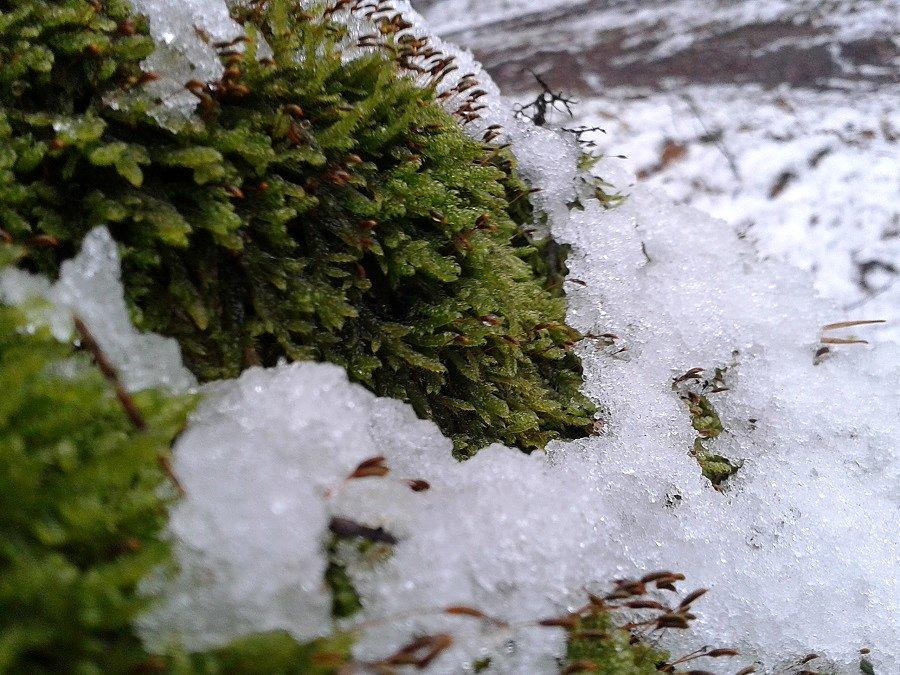 Meszek z warstwą śnieżną