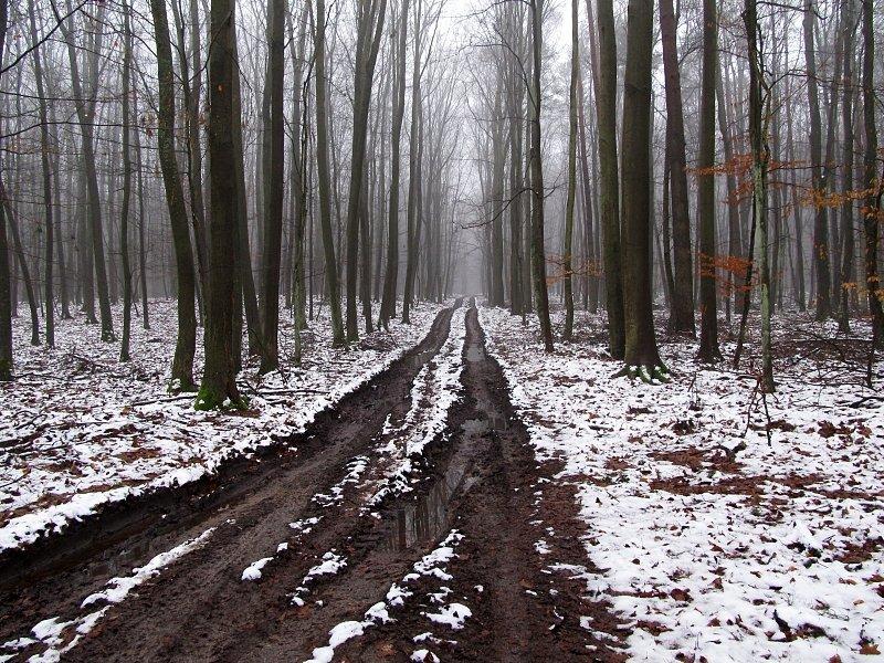 Droga leśna z błotnymi koleinami