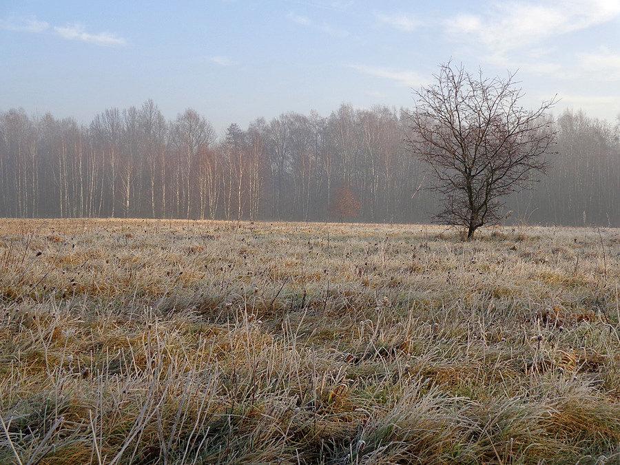 Łąka pod Lasem Mokrzańskim