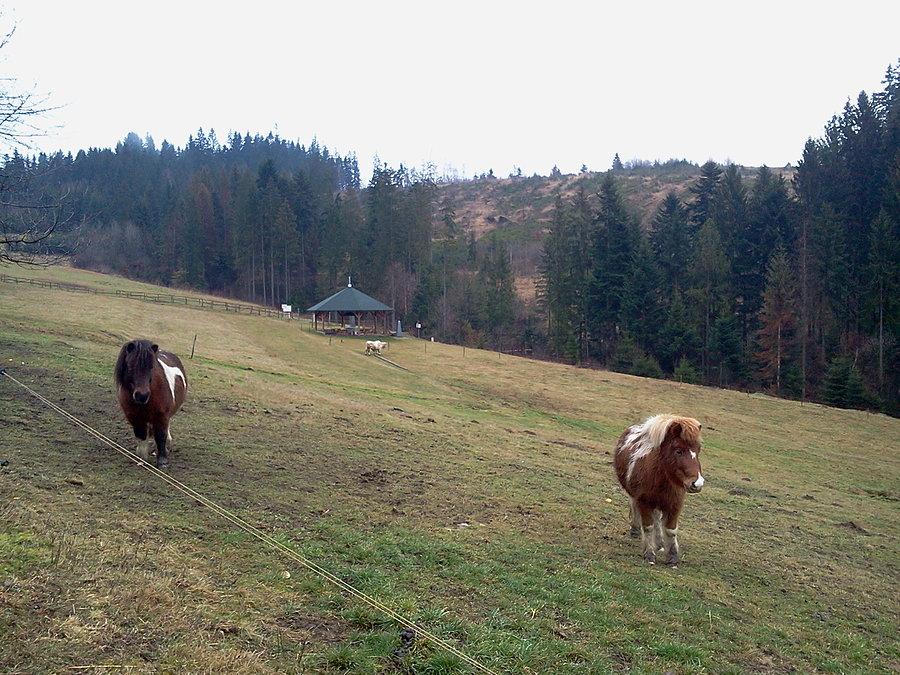 Kucyki na Trójstyku