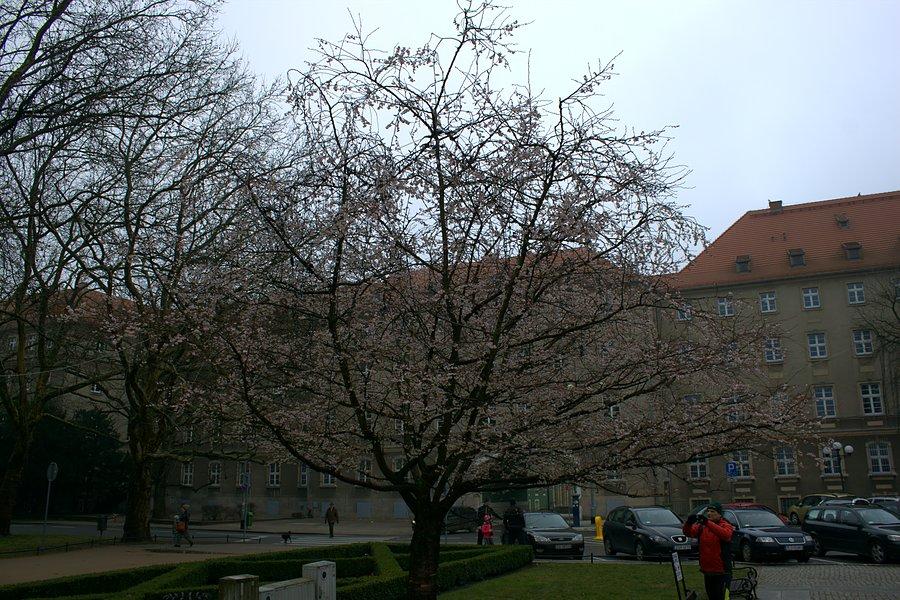 Kwitnąca wiśnia na Jasnych Błoniach