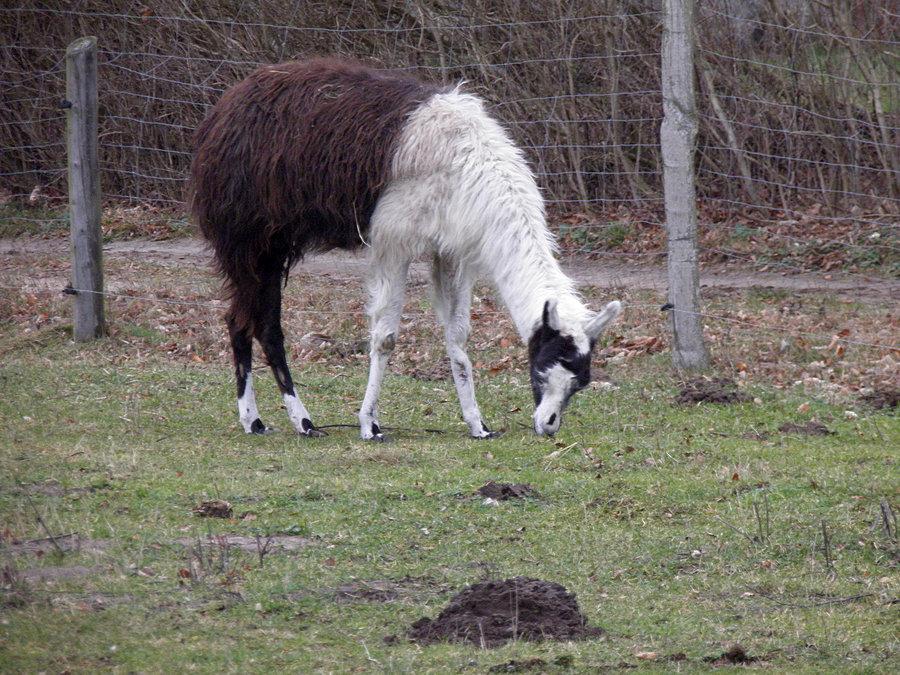 Lama na wybiegu - Blankensee 19 stycznia 14 r