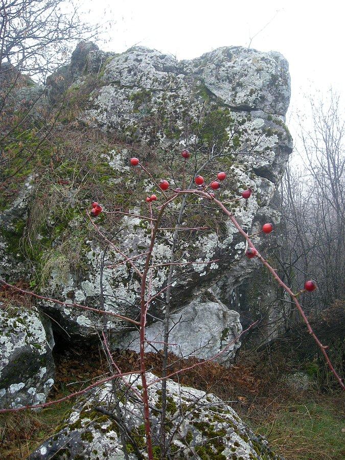 Z dziką różą