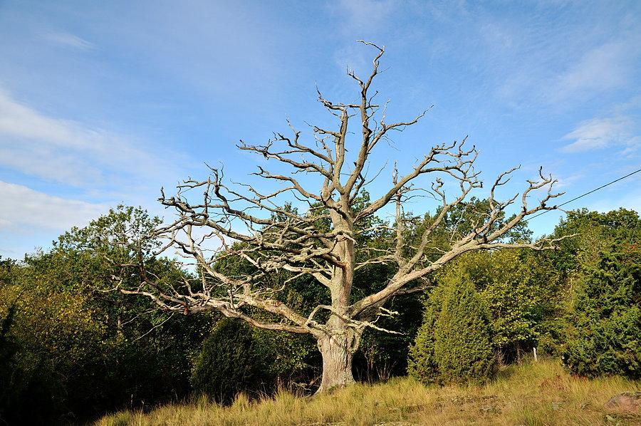 Rezerwat dębów na wyspie Knösö