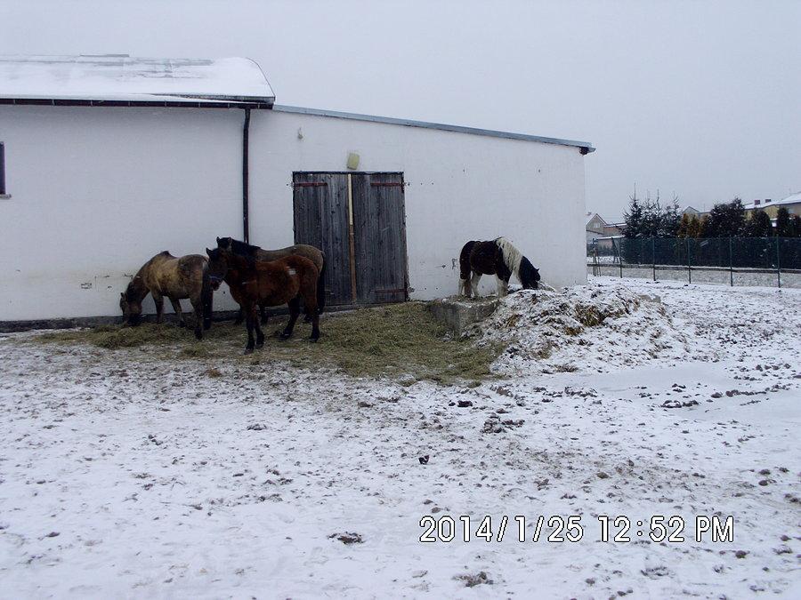 Koniki w Rusinowicach
