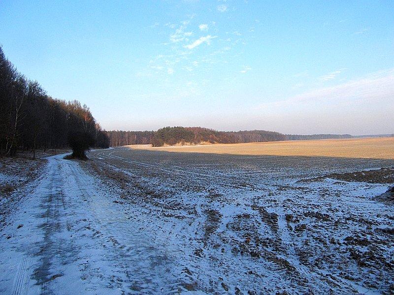 Widok na skraj lasu w Dębogórze