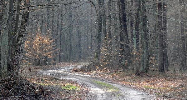 Leśna droga w Kierunku wsi Młyniec