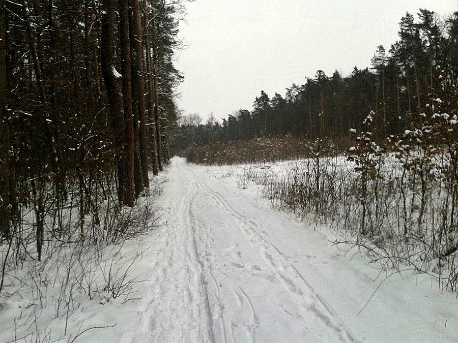 Pierwszy porządny śnieg w Młochowskiem lesie
