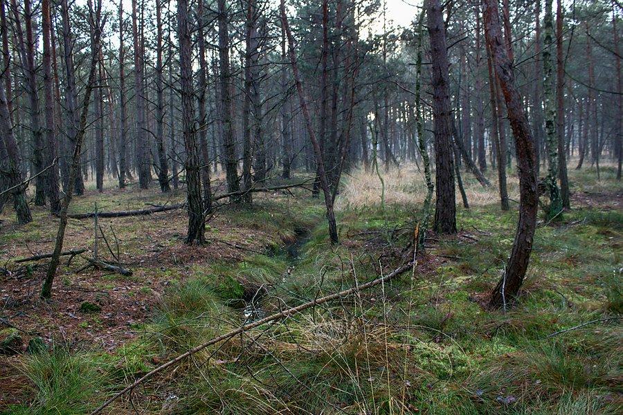 Reptowskie bagna