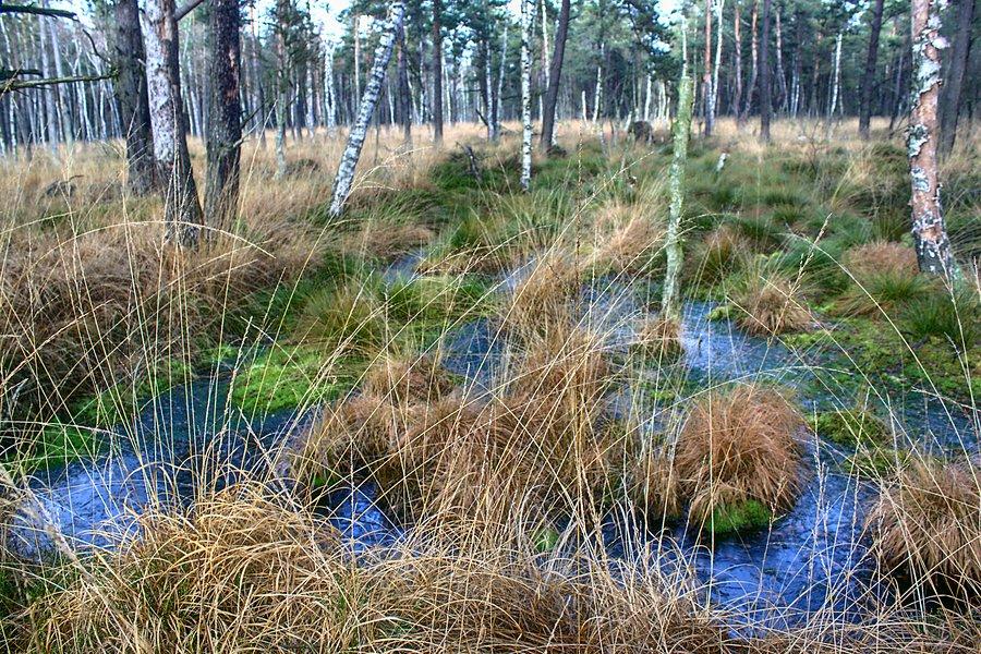 Reptowskie bagna