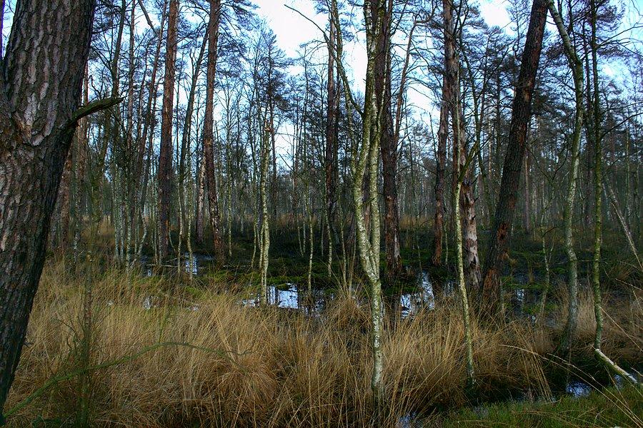 Reptowskie bagna