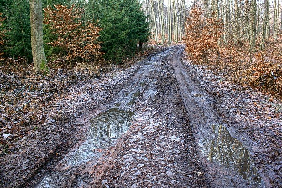 Leśna droga