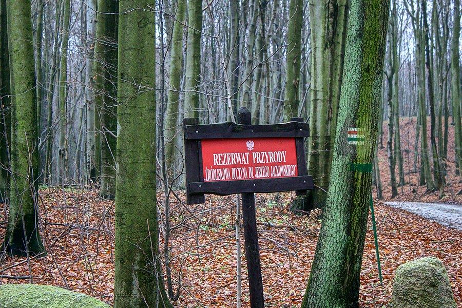 Żródliskowa Buczyna