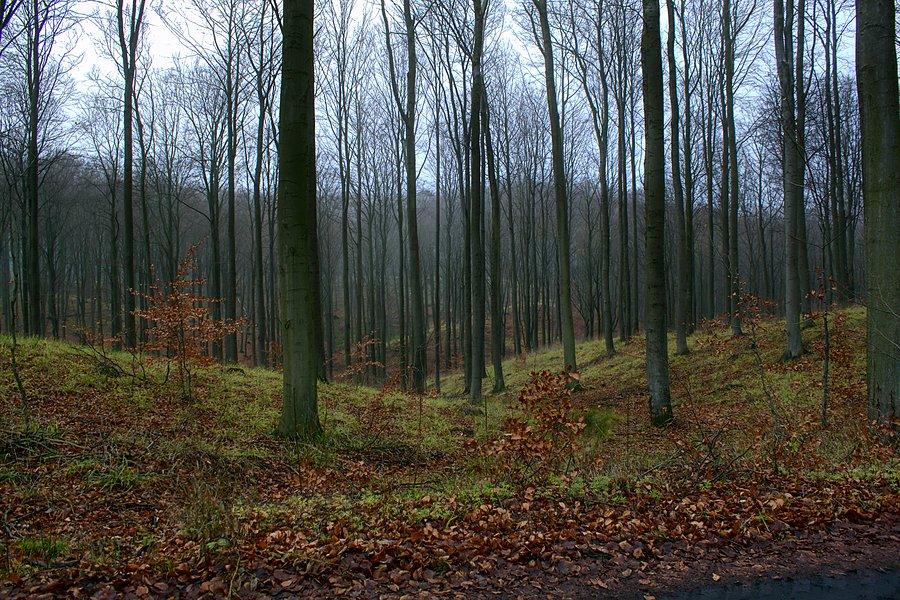 Wzgórza bukowe