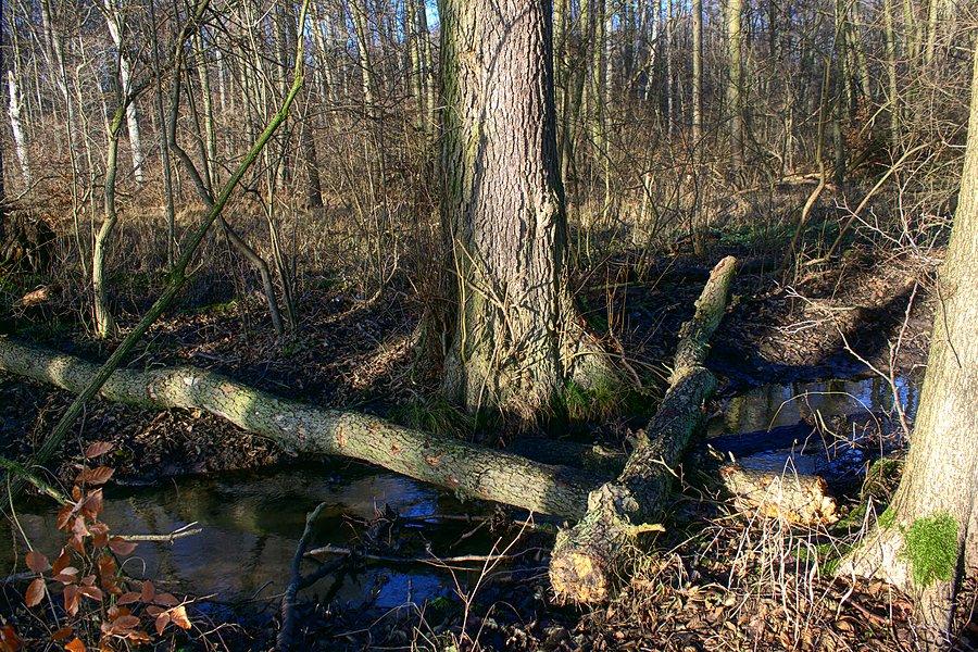 Zwalone drzewa umozliwiły pokonanie potoku