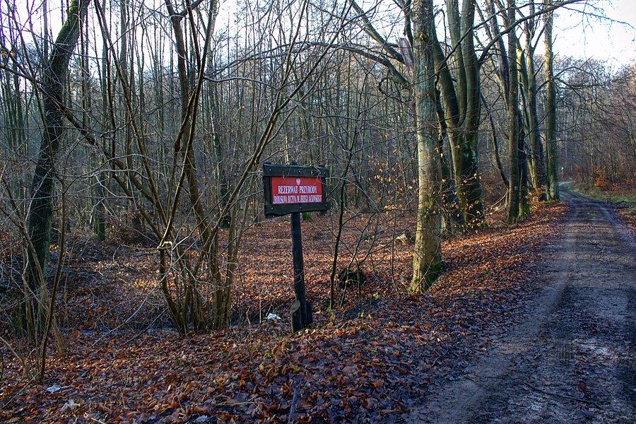 Rezerwat Żródliskowa Buczyna