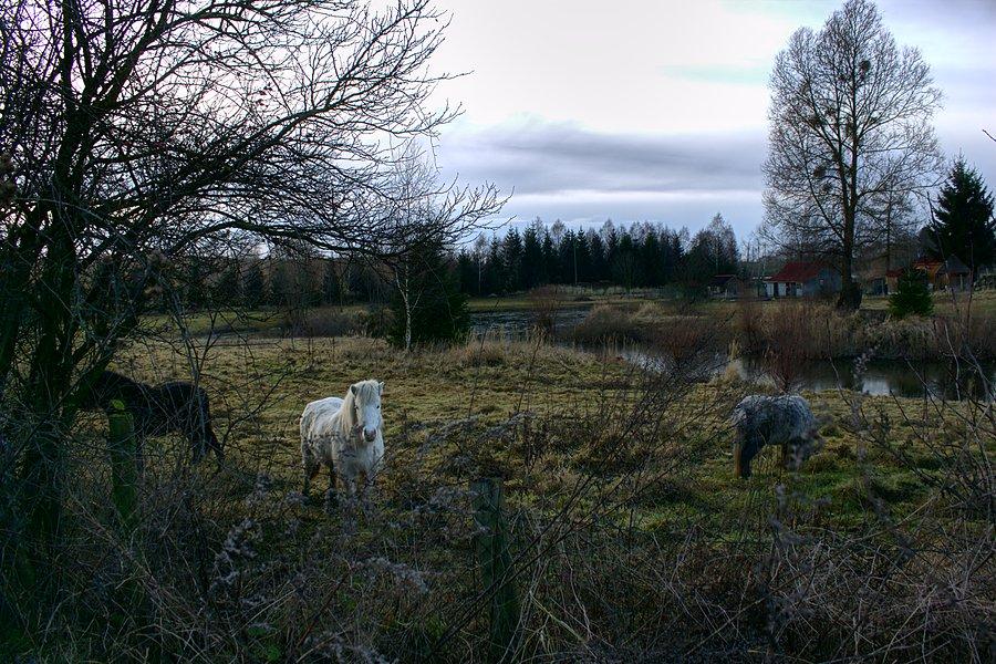 Stadko kucyków