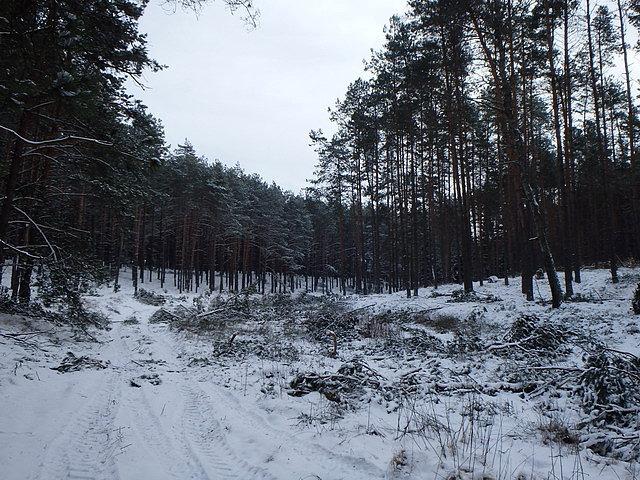 Zaborski Park w zimowej szacie