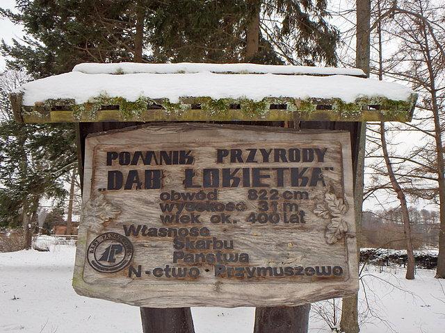 Trochę informacji o samym drzewie
