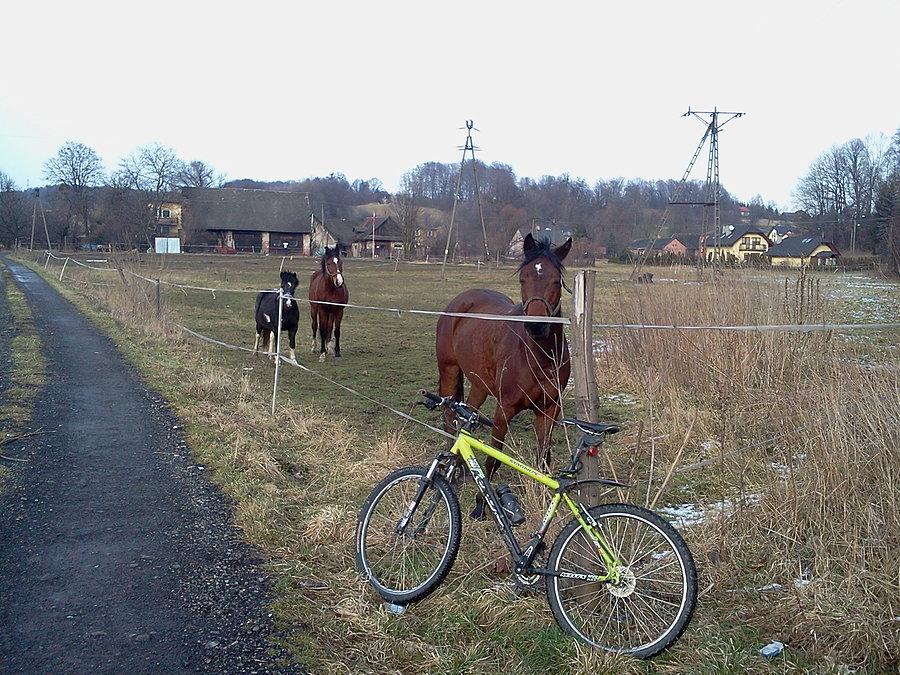 Konie w Boguszowicach
