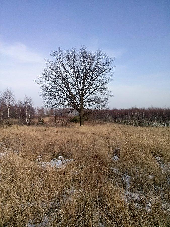 Samotne drzewo
