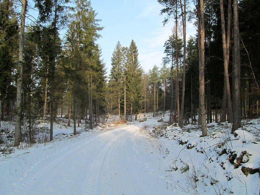 Rozgrzewka w lesie