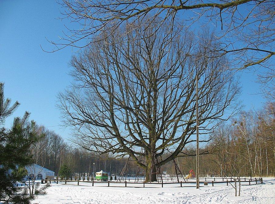 Dąb Hetman