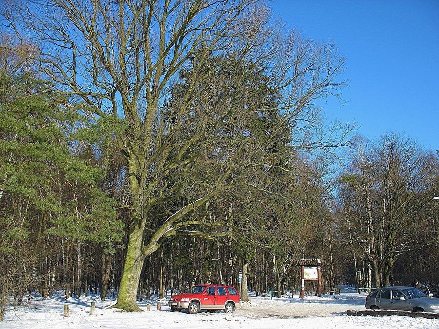 Las Kabacki od strony Józefosławia