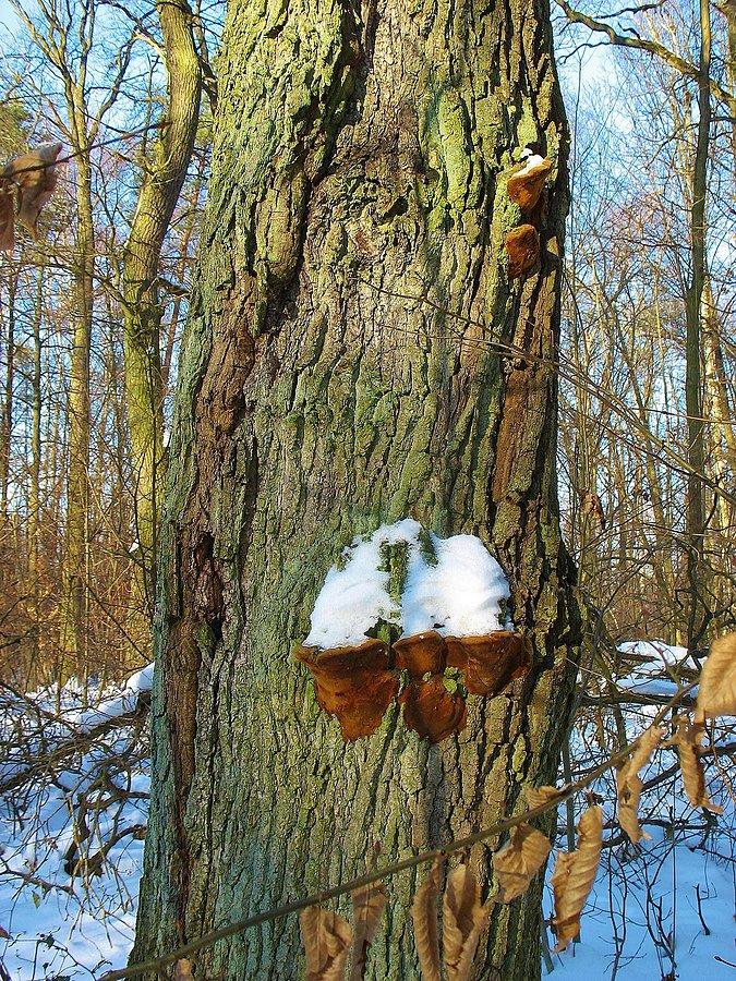 Na dębie