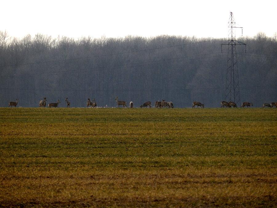 Drugie stadko saren między Stoszycami, a Wszemiłowicami