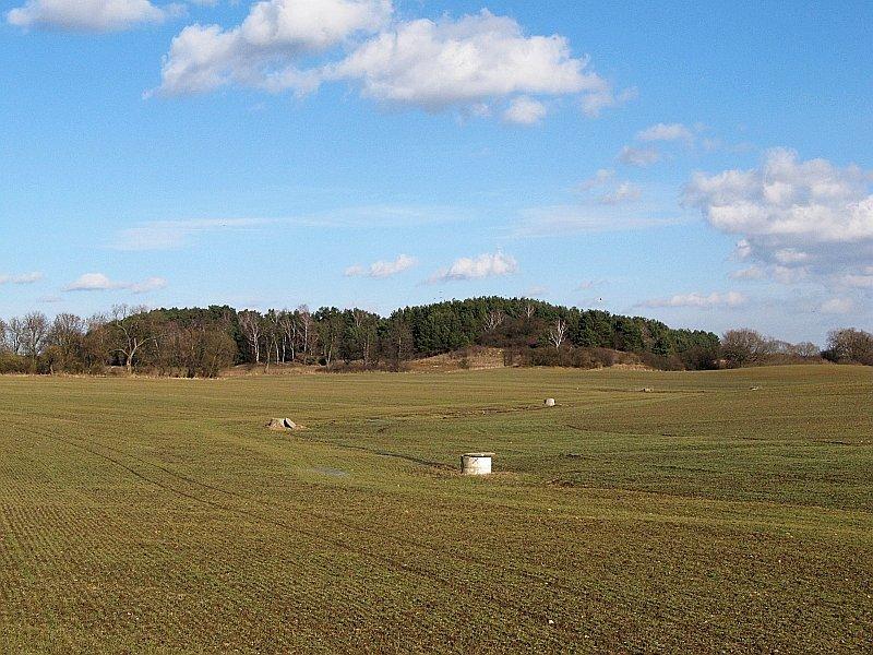 Mały lasek na polu między Skorzęcinem, a Kowalskim