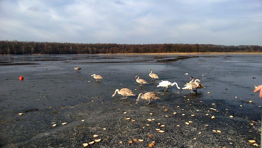 Jezioro Swarzędzkie